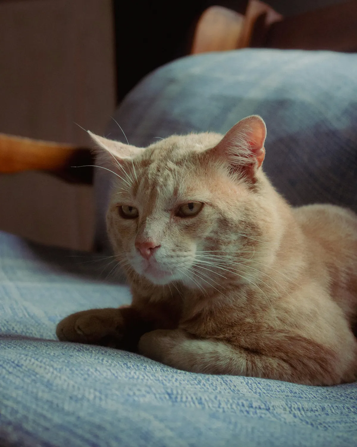 Senior cat sneezing featured image of an older cat indoors