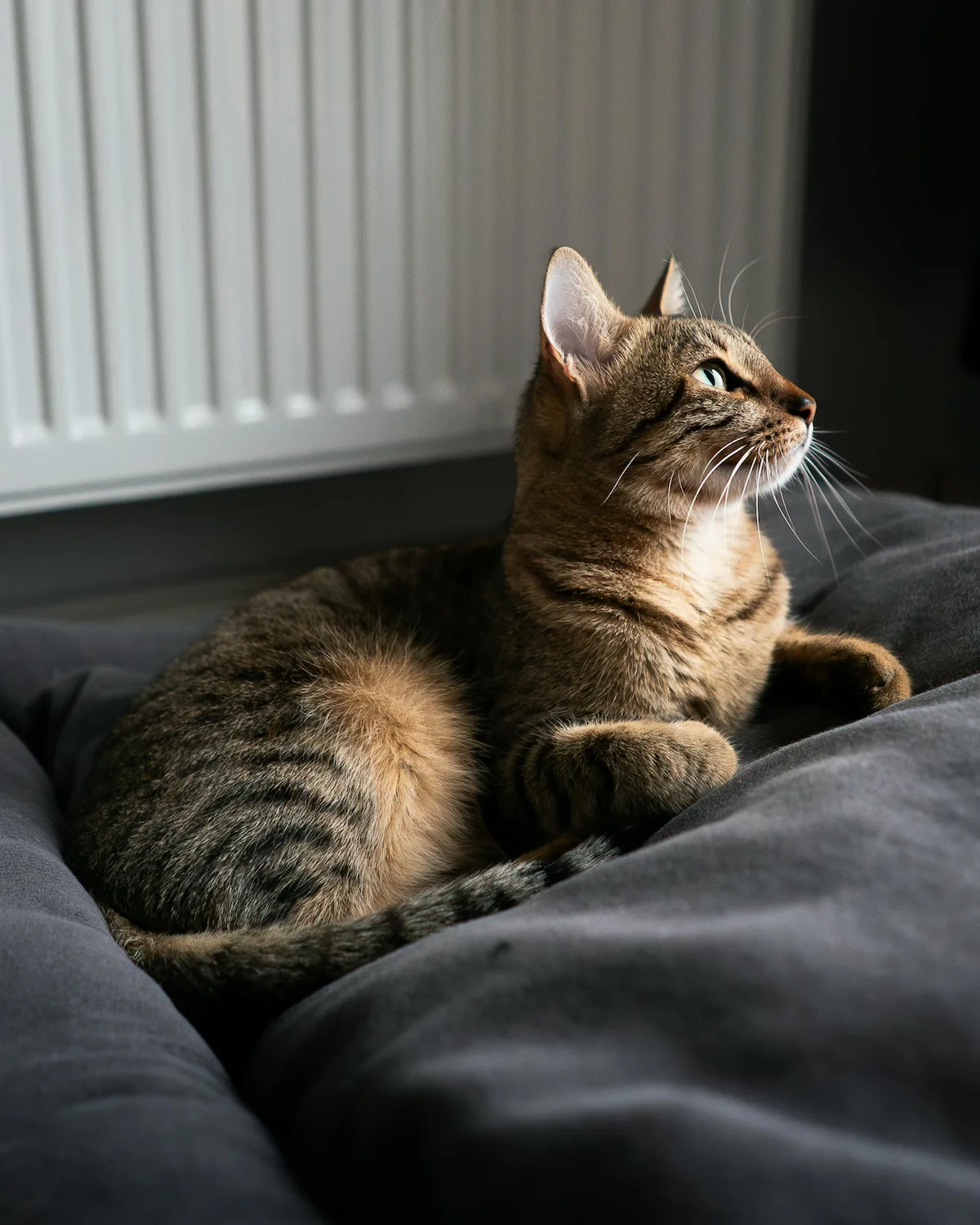 Senior cat stress: calm older cat resting by a window at home