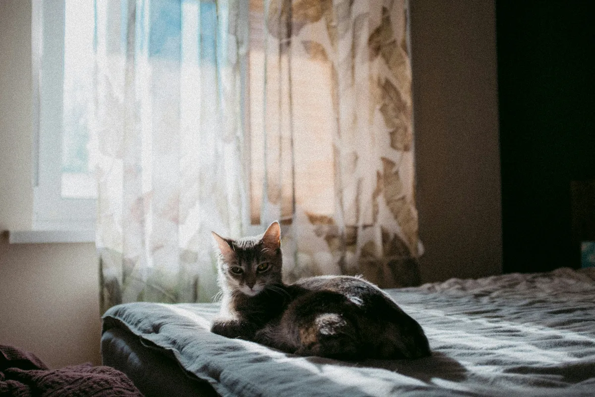 Senior cat sudden aggression in an older cat at home