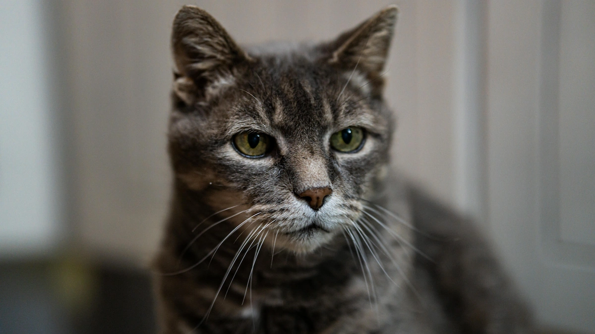 Senior cat teeth and gums quick check at home