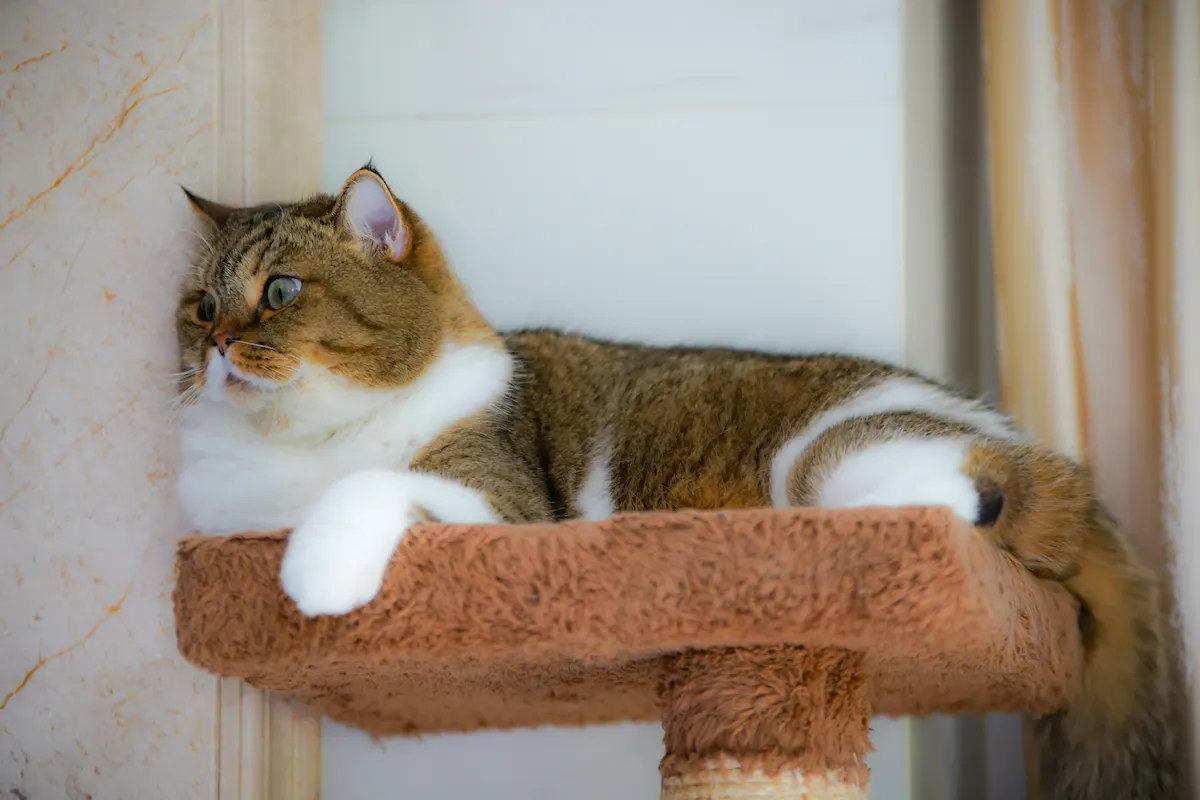 Senior cat weight gain in an older orange tabby cat sitting on a couch