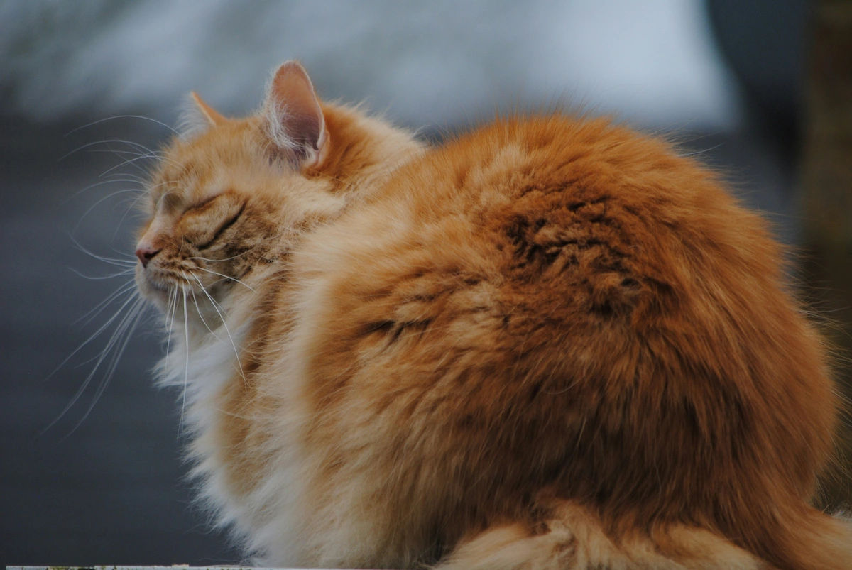 Senior cat weight tracking routine at home