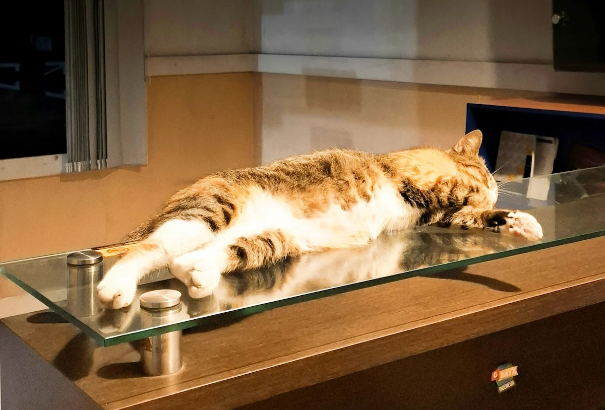 Older cat resting at night for an article about cat dementia at night