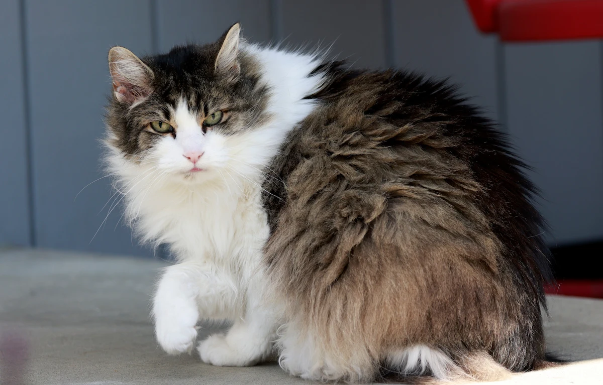 Senior cat sitting indoors for an article about cat life expectancy factors
