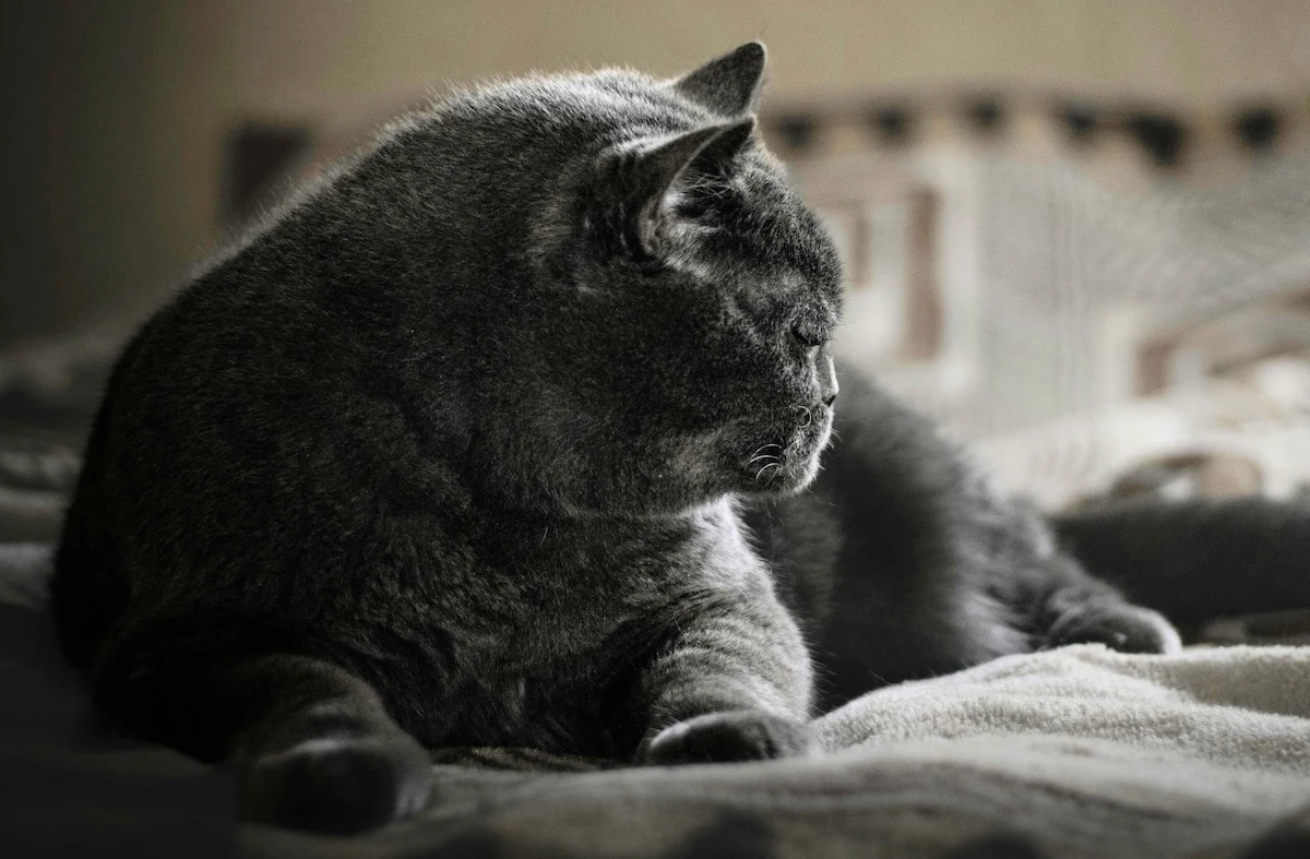 Older cat resting indoors for an article about hyperthyroidism in older cats