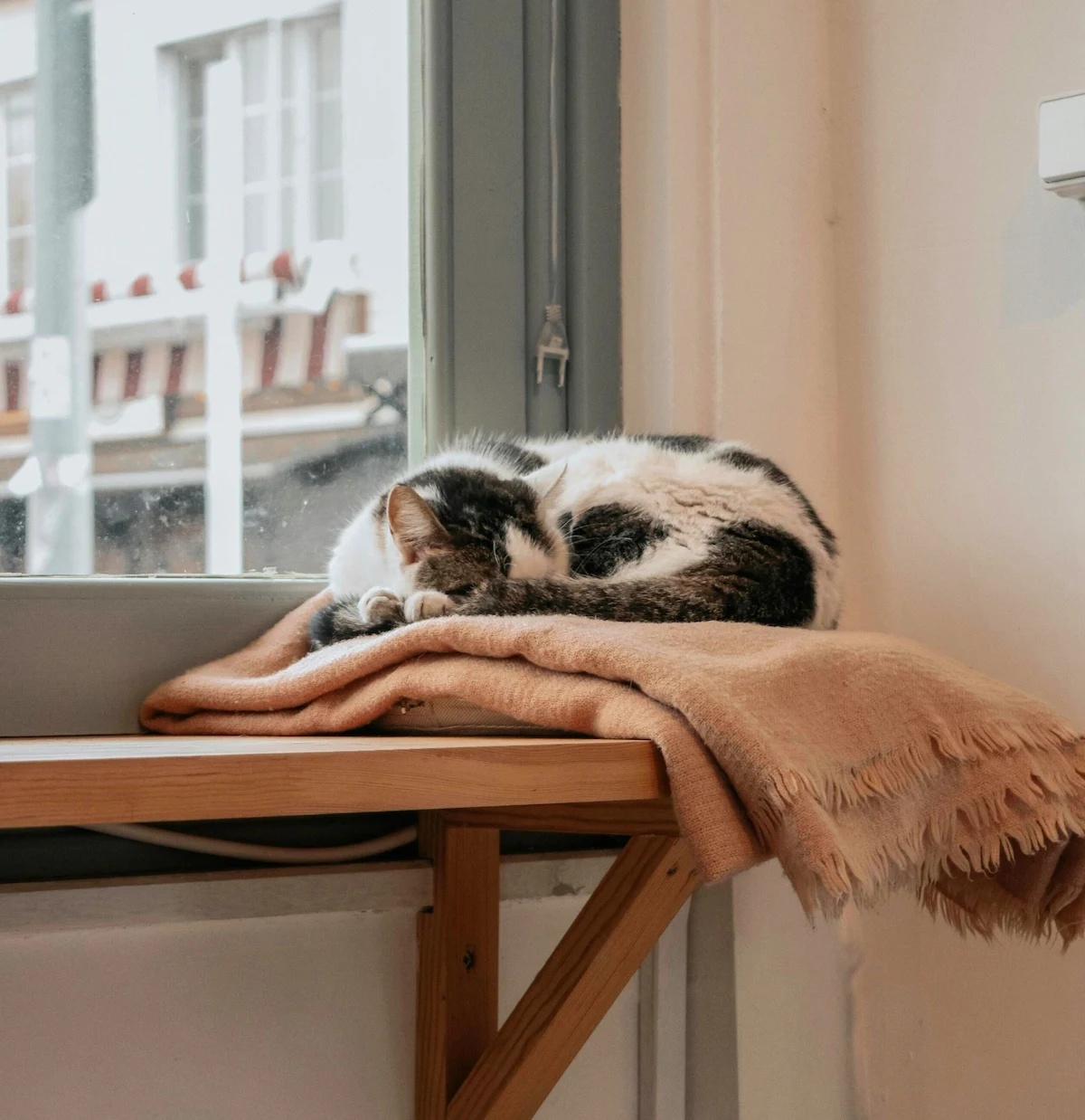 Senior tabby cat resting at home for an older cat keeps vomiting guide
