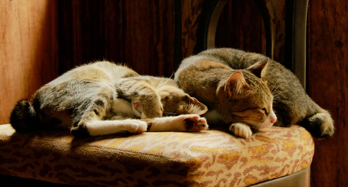 Senior cat heart disease signs in an older cat resting at home