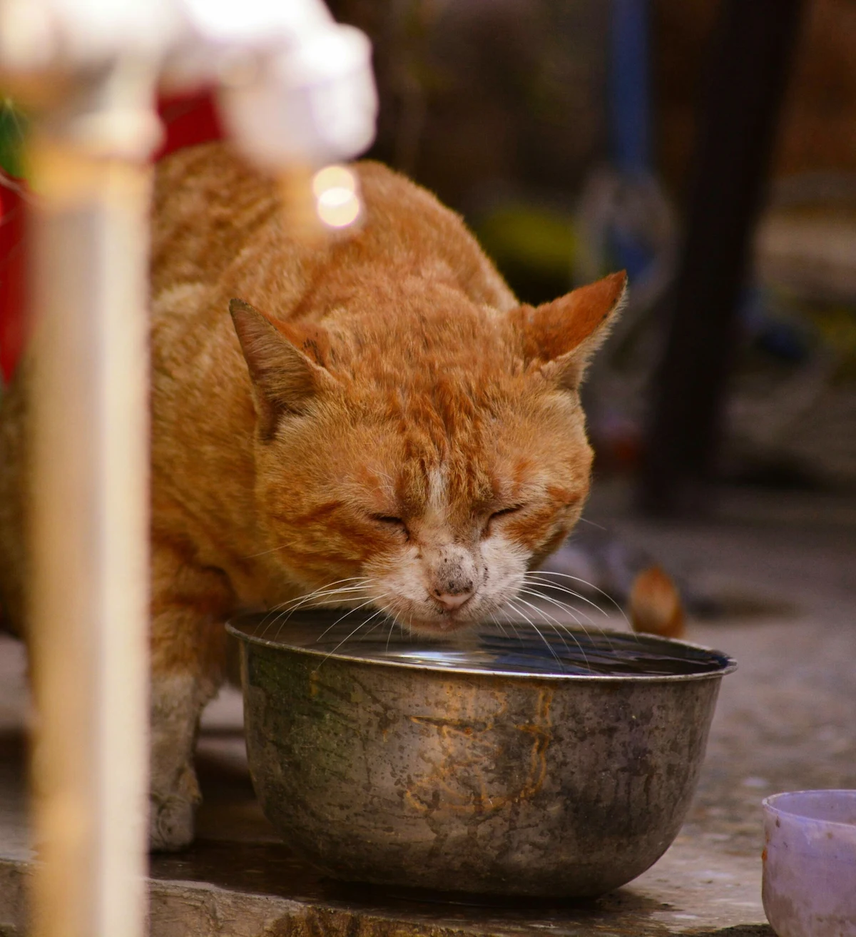 Senior cat hydration with a water bowl indoors