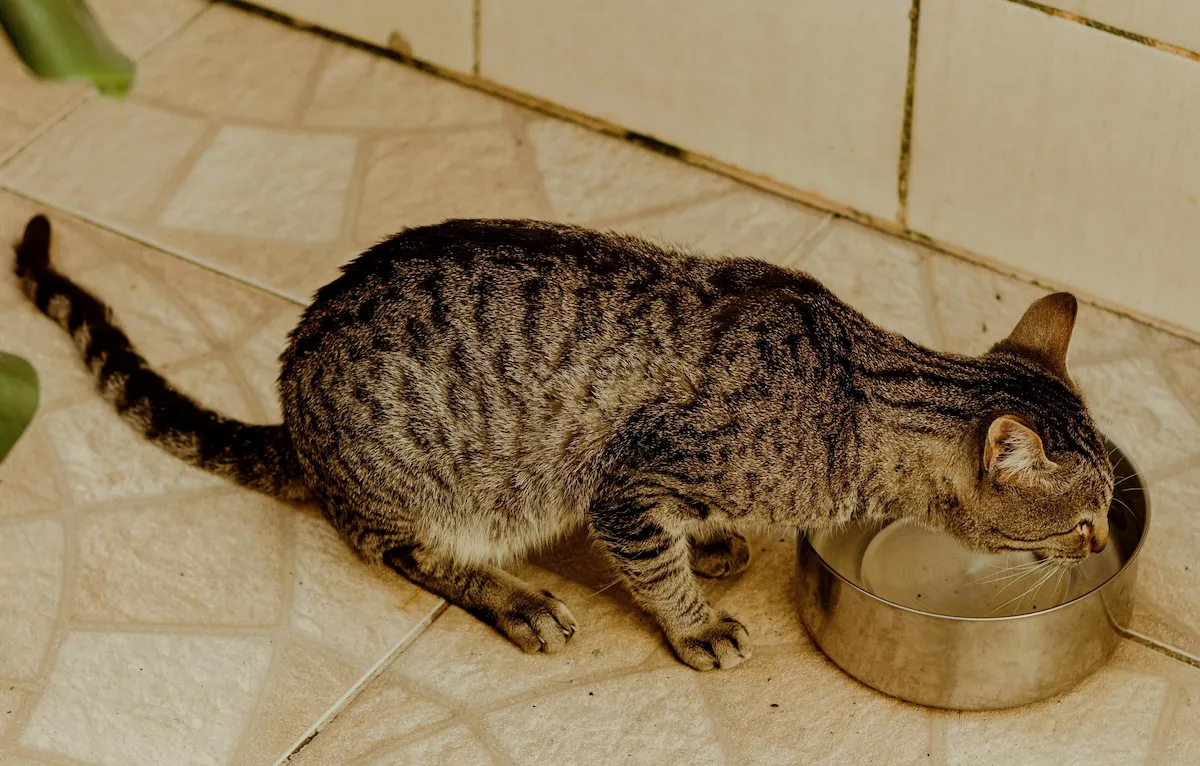 Tabby cat drinking water from a stainless steel bowl, illustrating senior cat kidney disease early signs