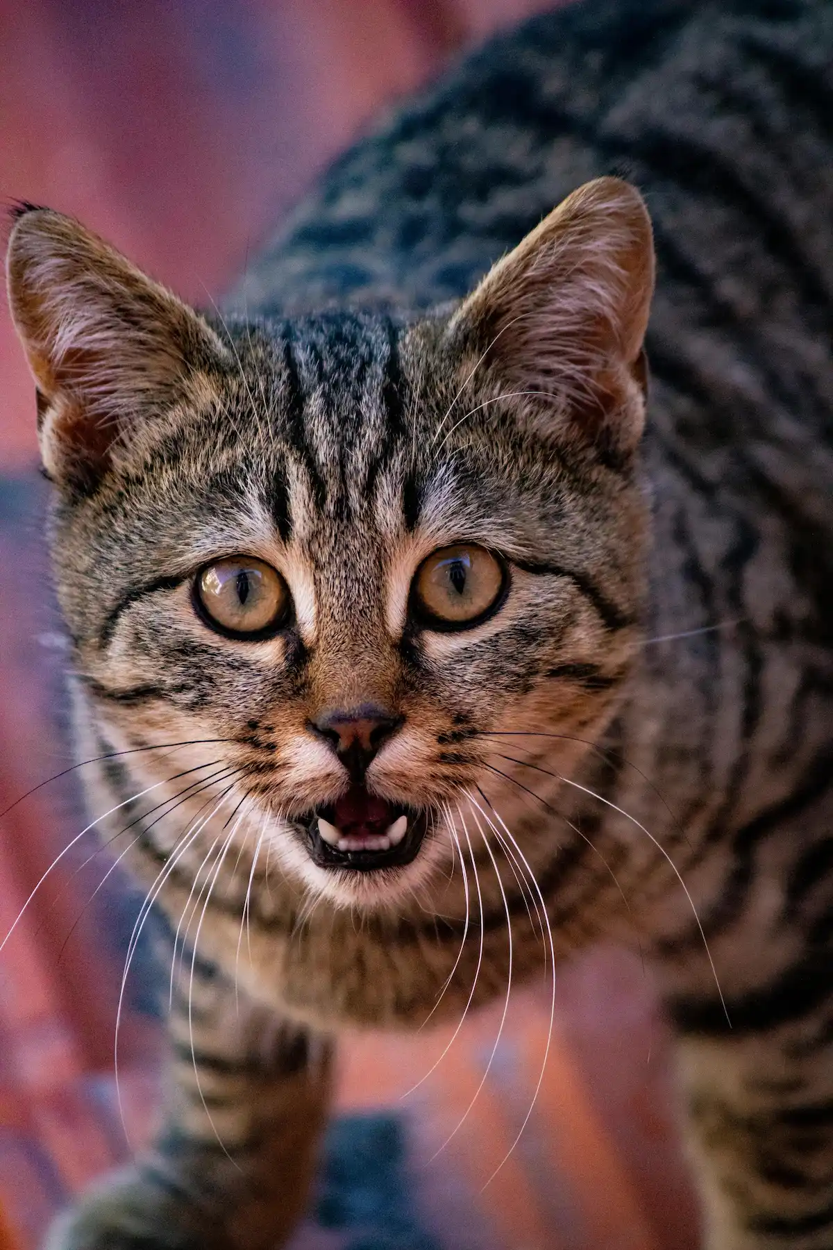 Senior cat loud meowing indoors