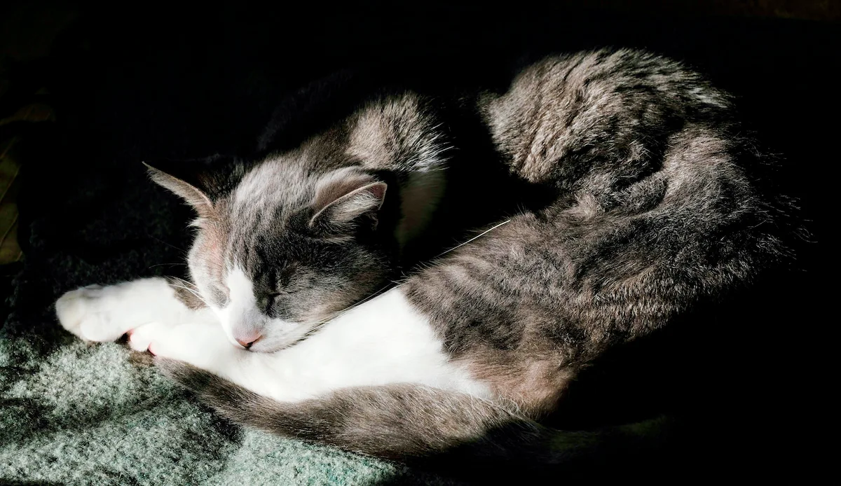 Senior cat pain signs in an older cat resting quietly on a blanket
