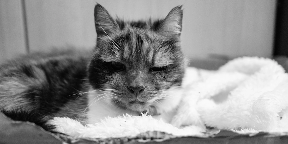 Senior cat peeing blood guide with older cat resting on a soft blanket