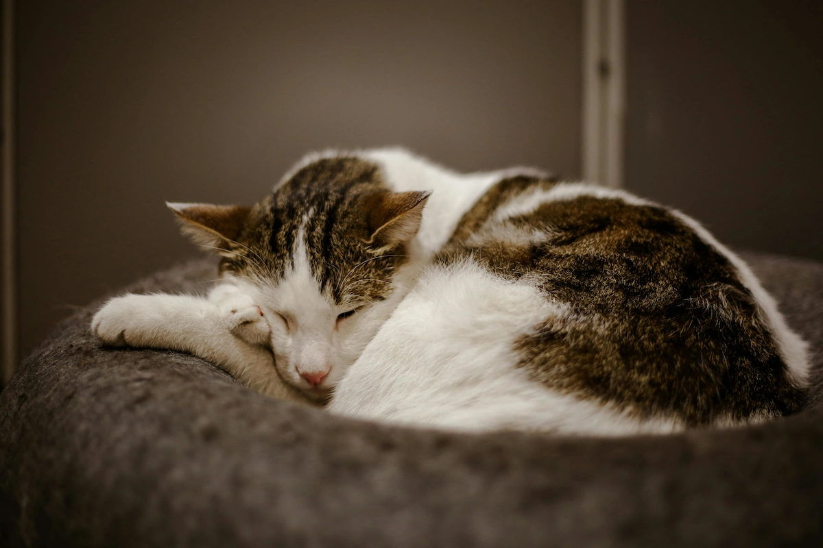 Senior cat sudden weakness guide with an older cat resting indoors