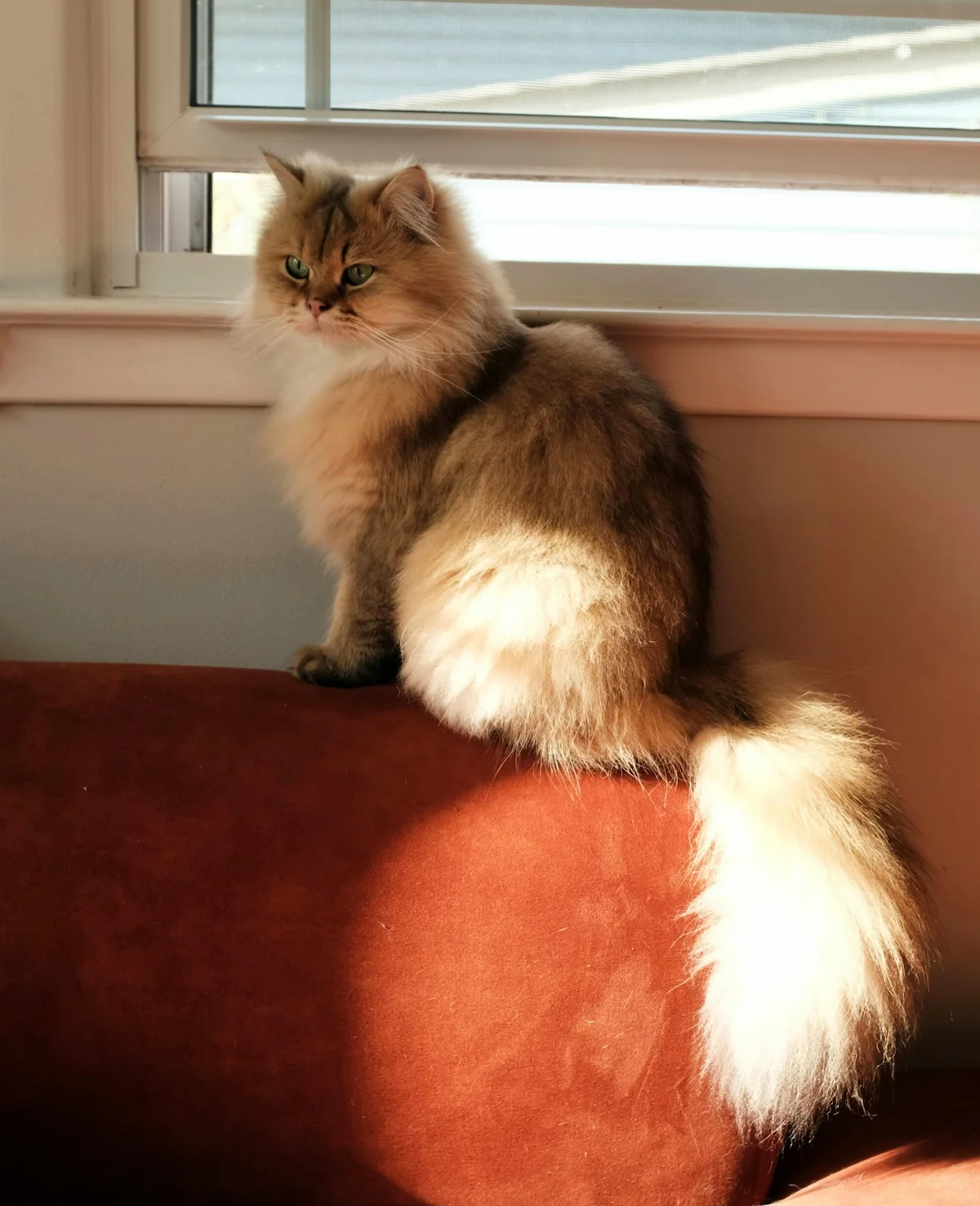 Senior cat suddenly not jumping onto a sofa
