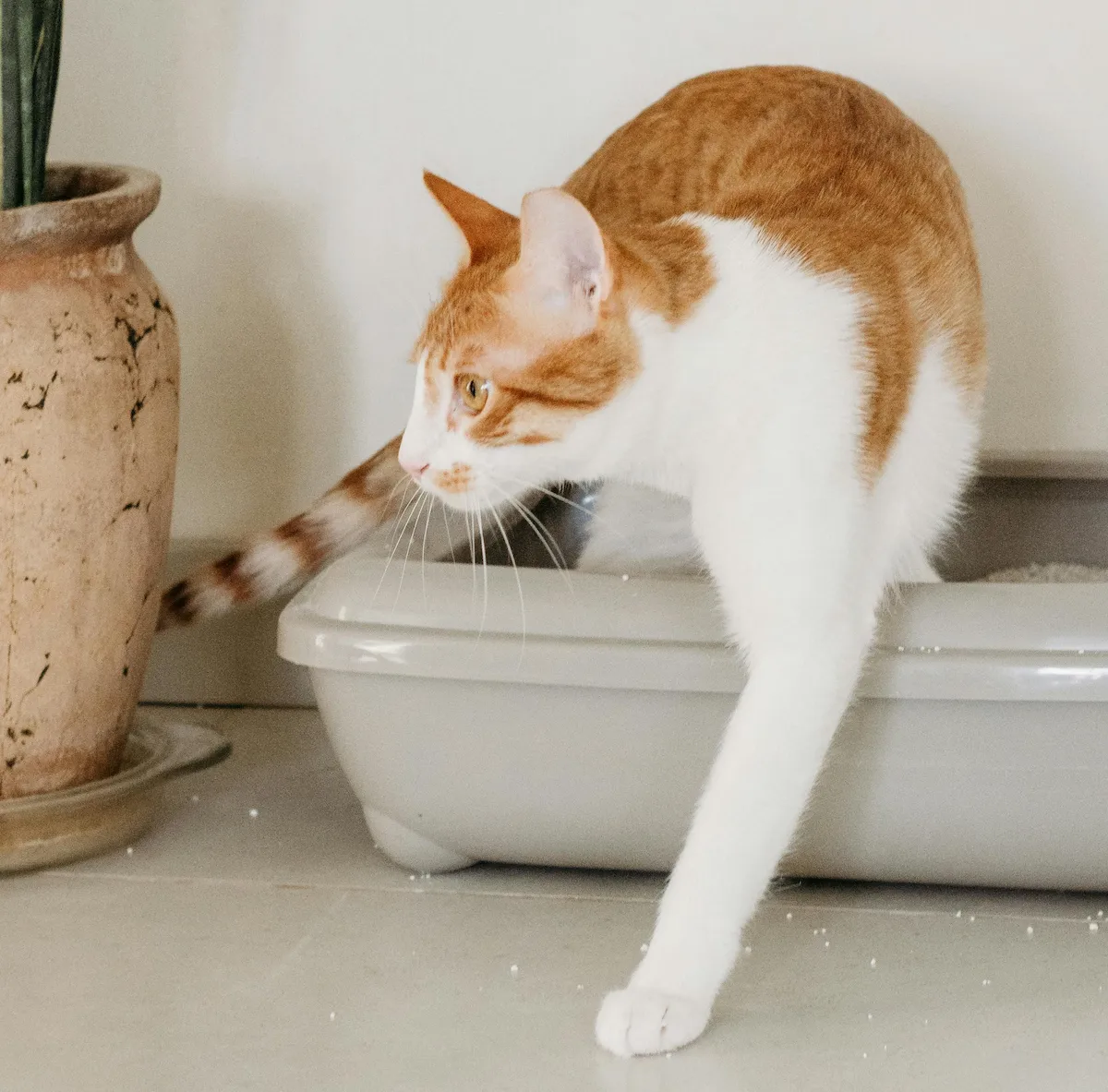 Cat stepping out of a litter tray in a guide to senior cat urine changes