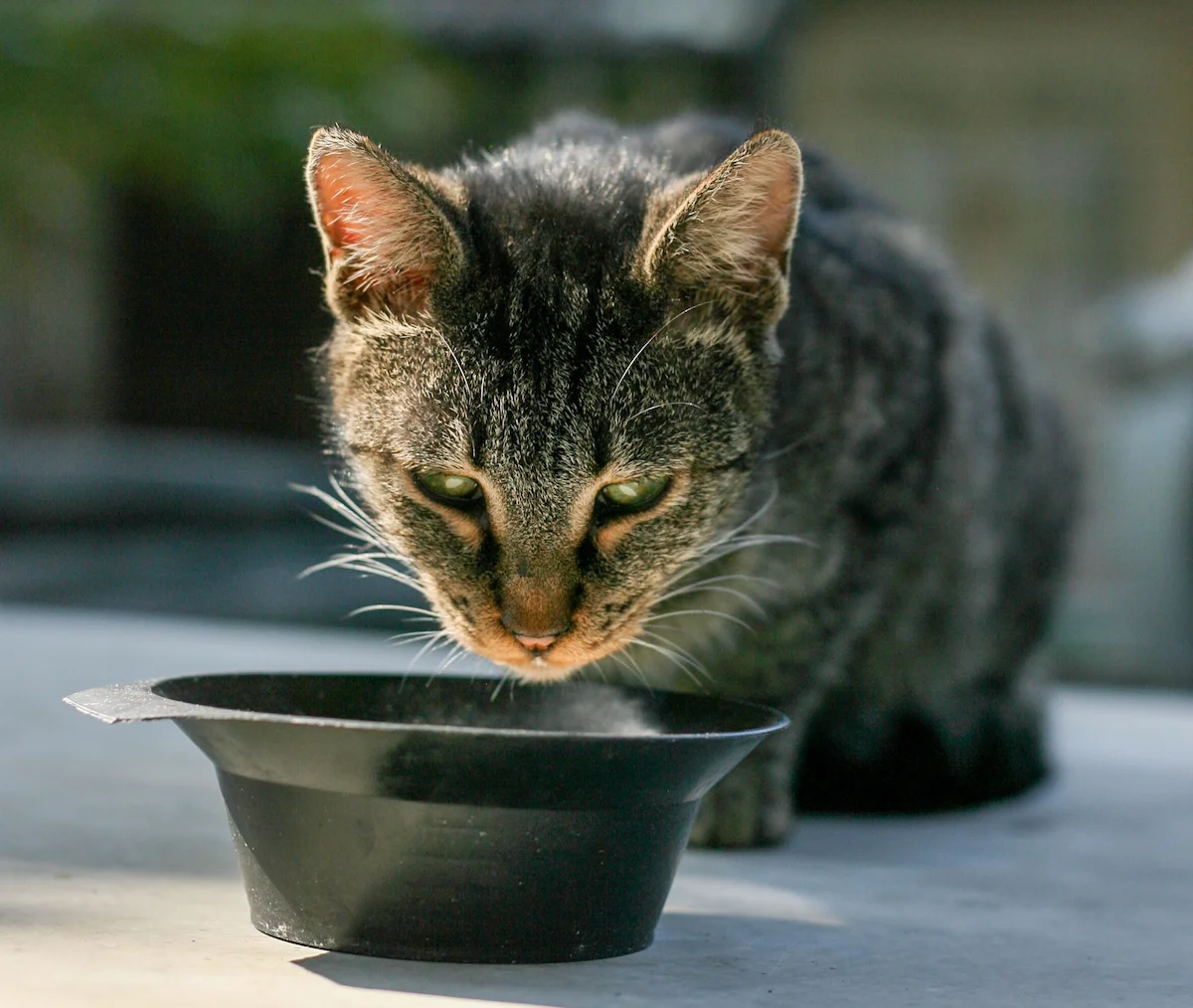 Cat drinking from a water bowl, one possible early sign owners may notice with diabetes in older cats