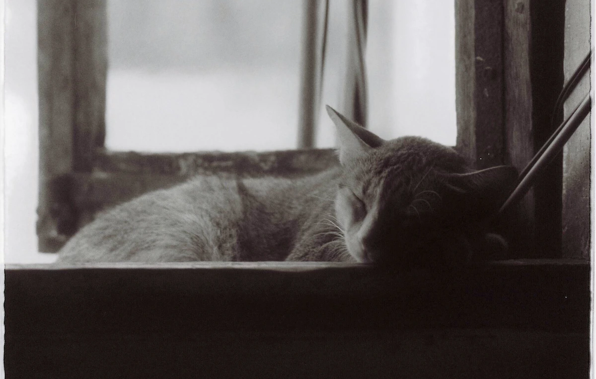 Resting cat by a window for a guide to cat ageing stages