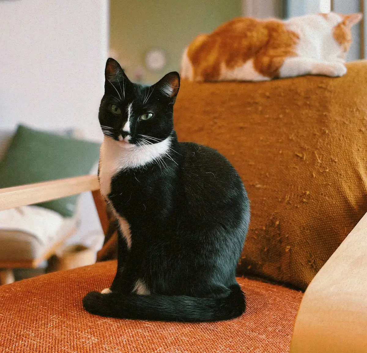 Introducing a new cat to a senior cat in a calm home setting