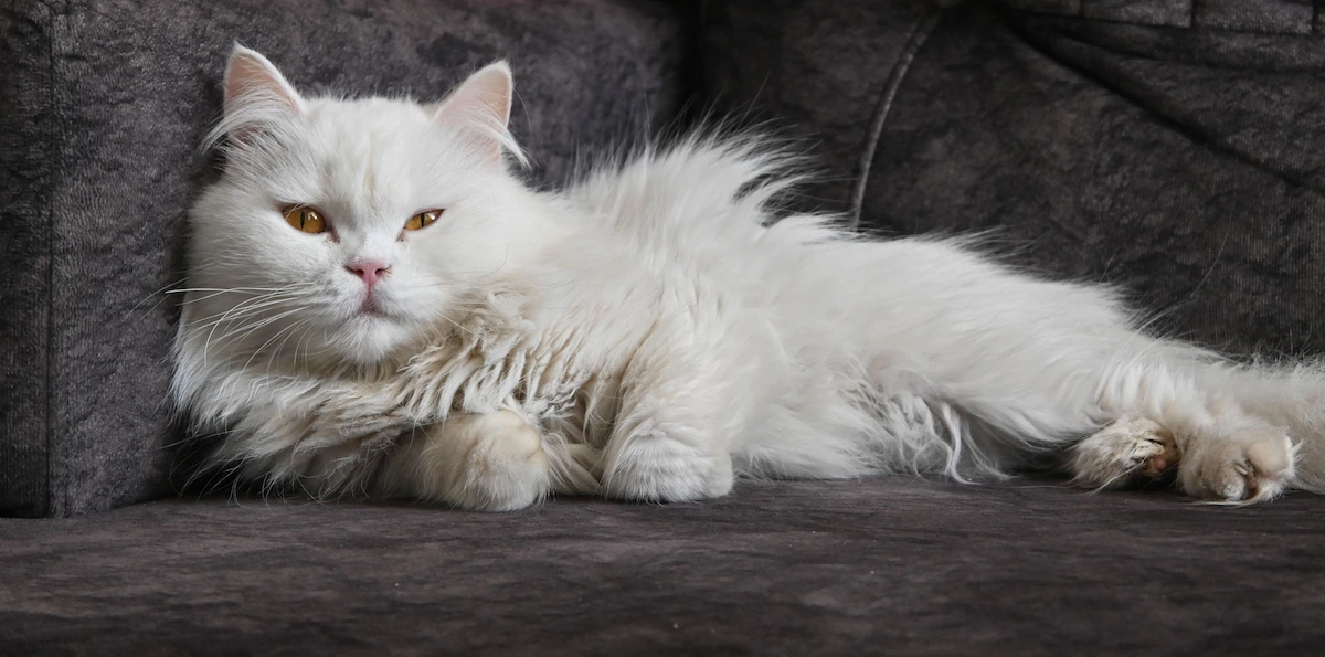 Senior cat blood test results owner-friendly guide