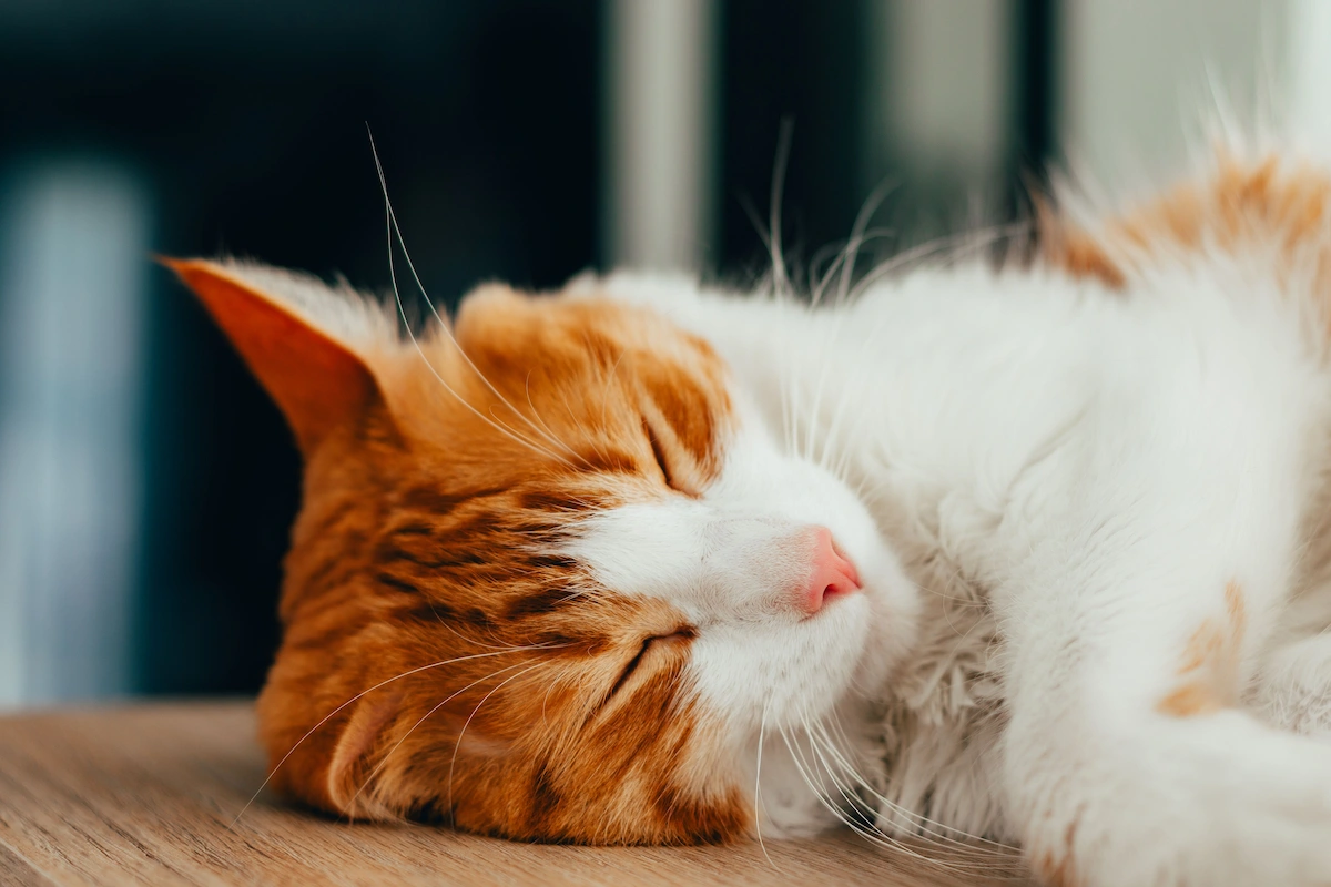 Senior cat breathing changes during sleep while resting calmly