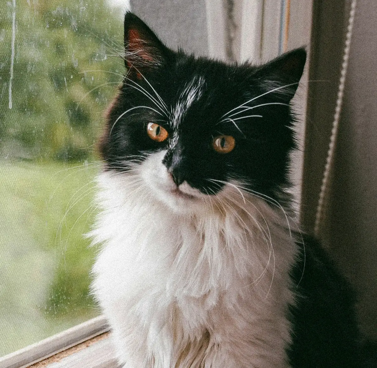 Senior cat check-ups can help owners discuss older cat health changes with their vet