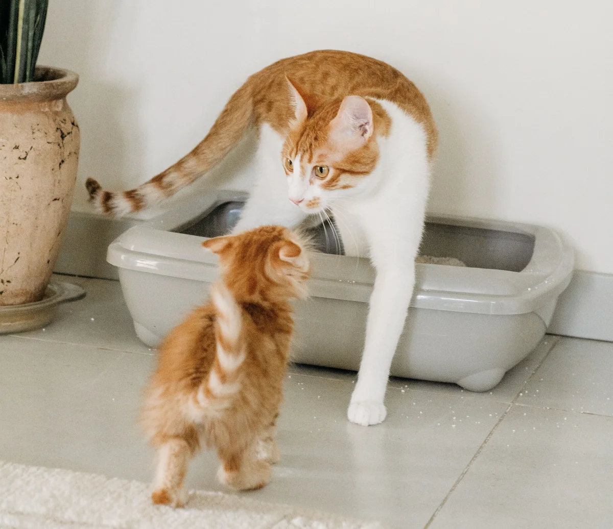 Senior cat missing the litter tray near a low-sided litter tray