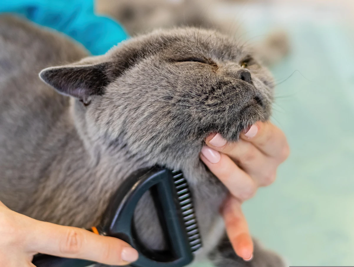 Senior cat oily coat being gently groomed