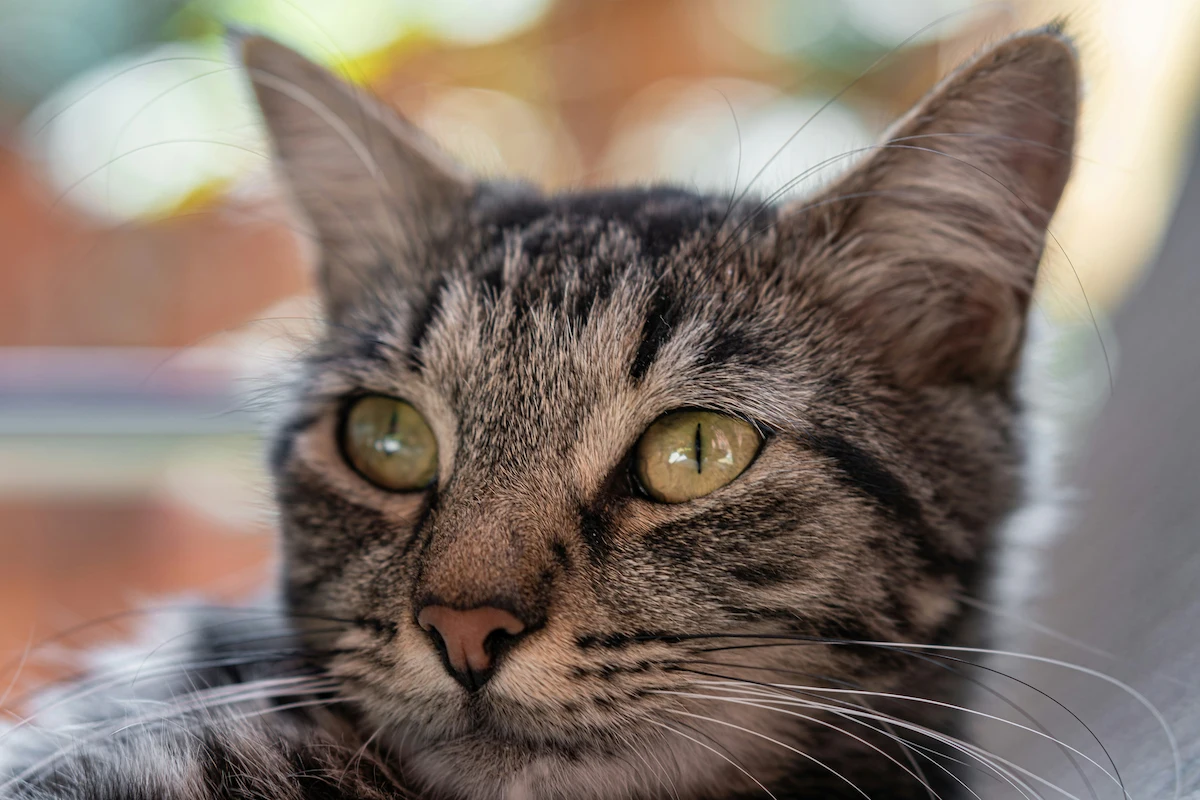 Senior cat teeth cleaning and safe dental care at home