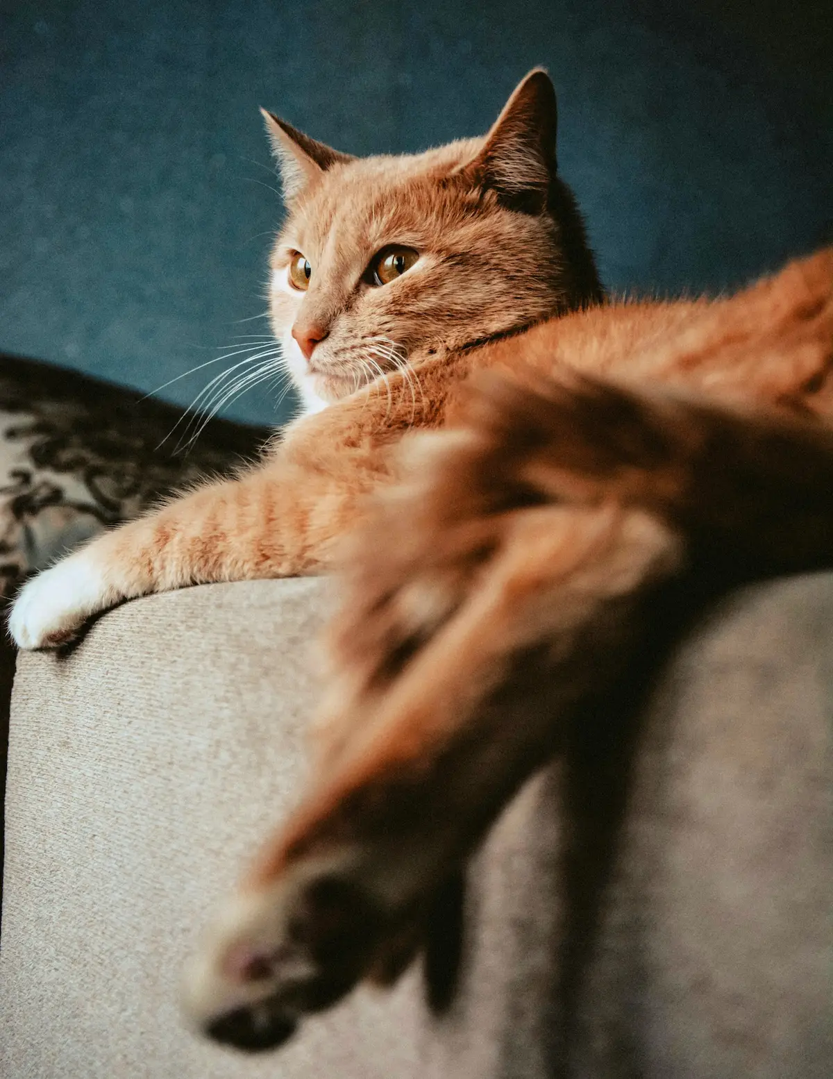Senior cat thyroid blood tests explained simply