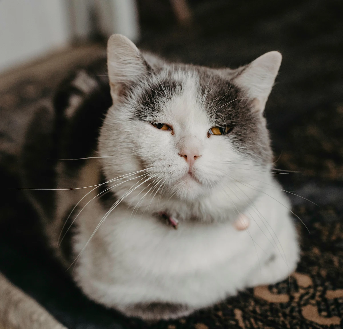 Senior cat toileting changes and litter tray access at home