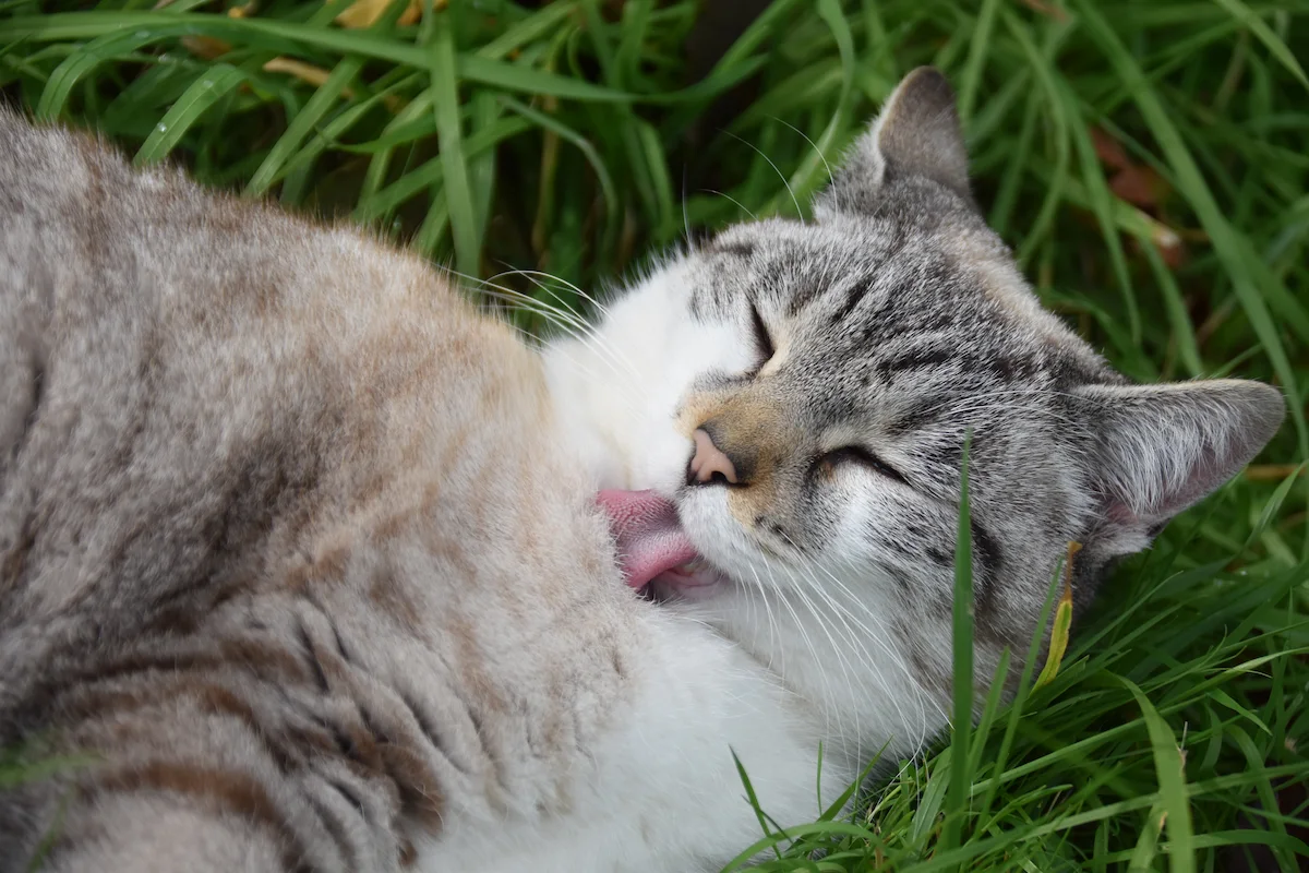 Senior cat toileting hygiene with clean fur and gentle grooming support
