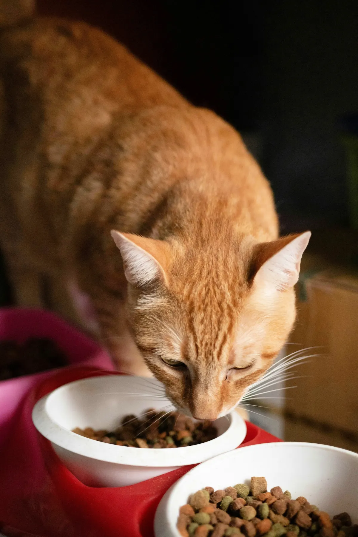 Senior cat tooth resorption signs in an older cat eating from a bowl