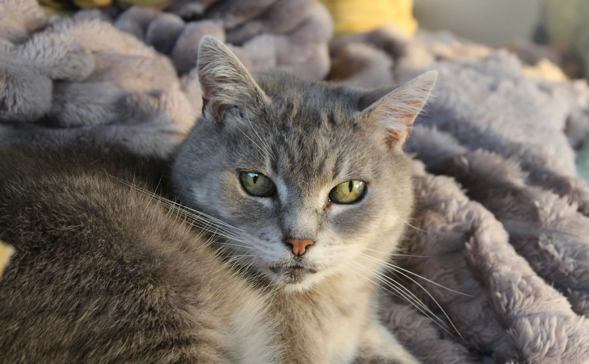 Senior cat vaccination side effects after a vet visit