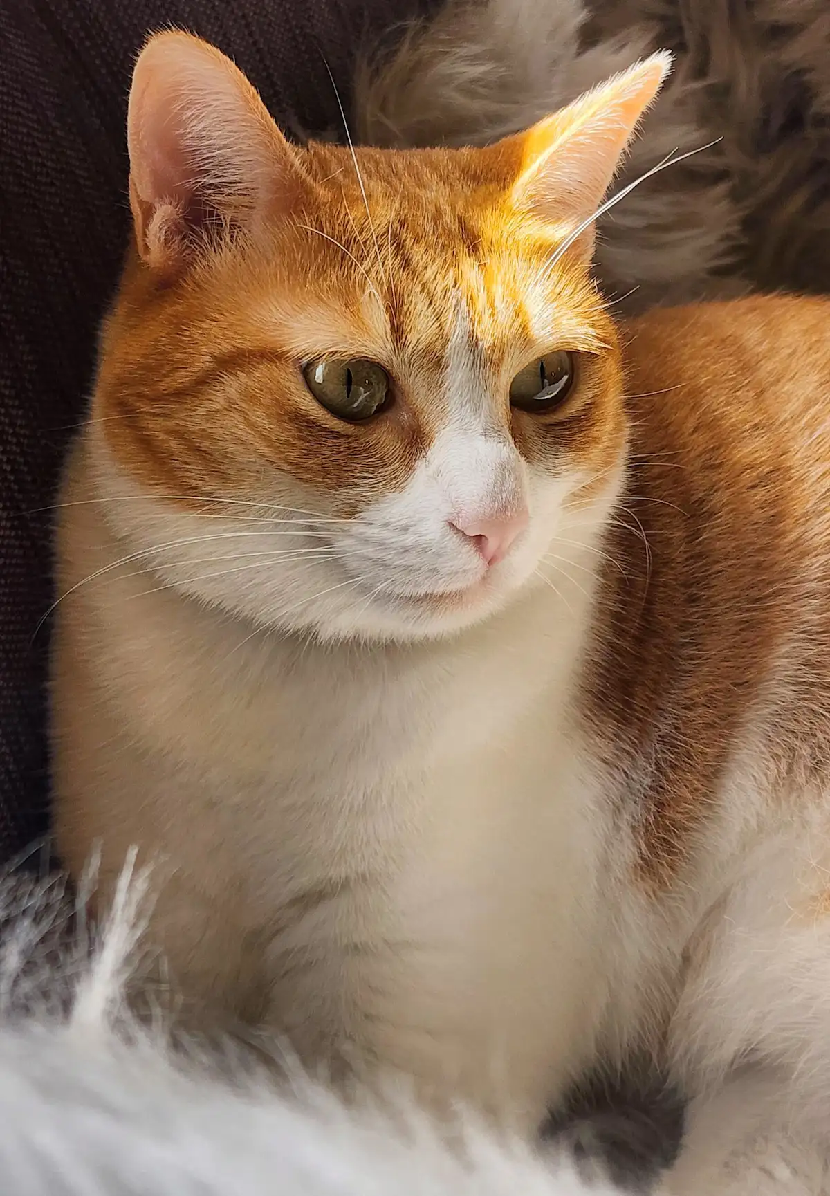 Senior cat dental health with a calm white and ginger cat resting indoors