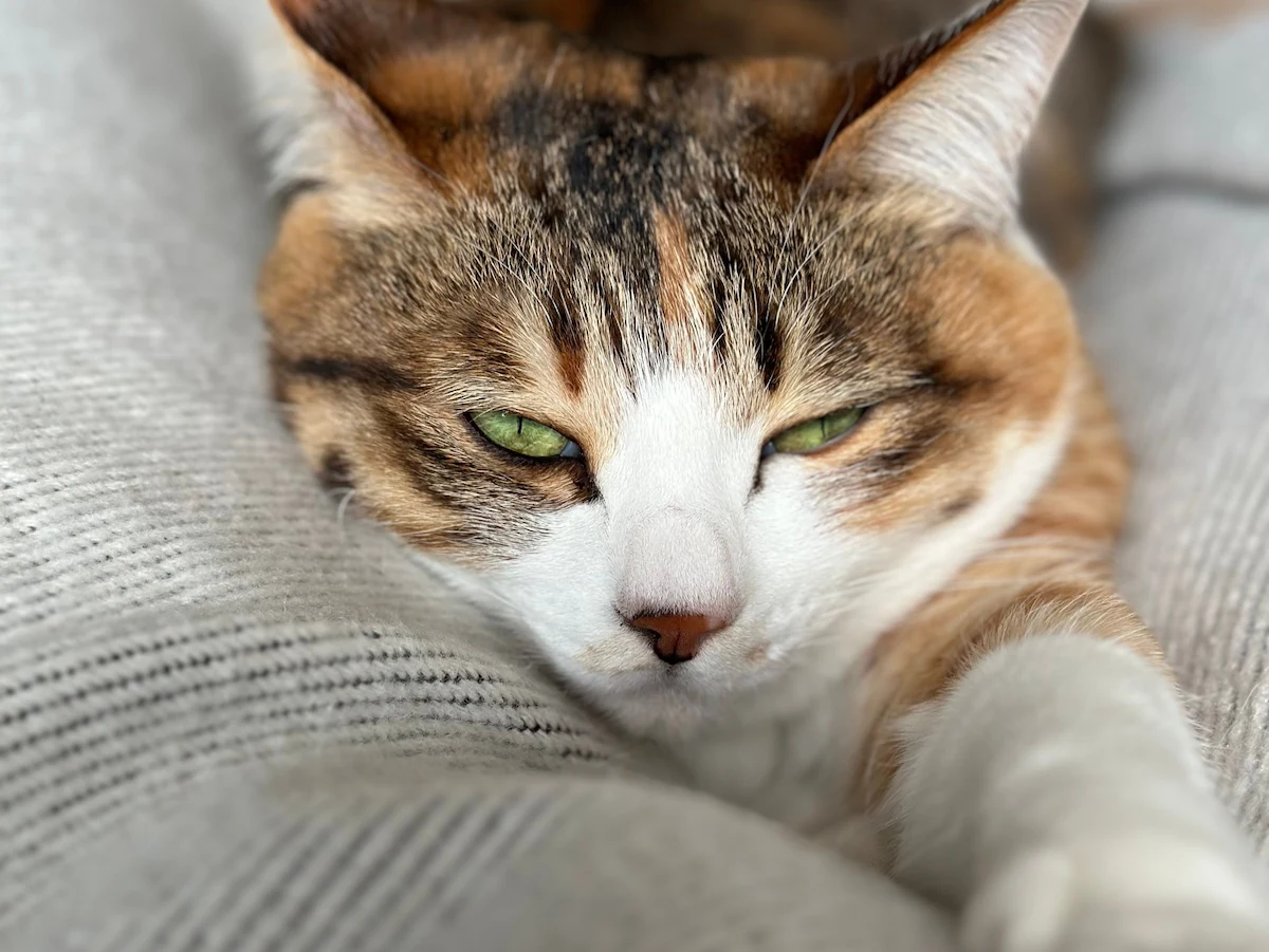 Senior cat mobility support with a cat resting comfortably on a soft blanket